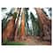 Designart - Three Large Sequoya Trees - African Landscape Canvas Art Print